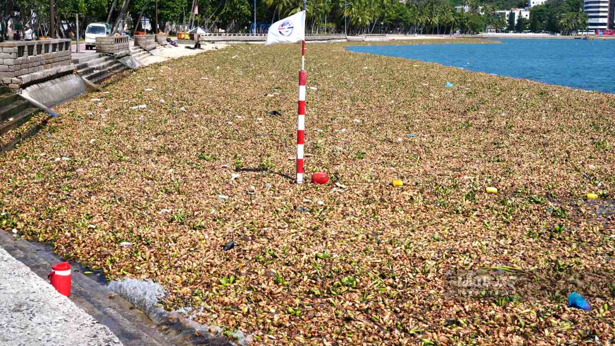 Water hyacinth drifting into Bai Truoc, Vung Tau in May 2025. Photo: Thanh An