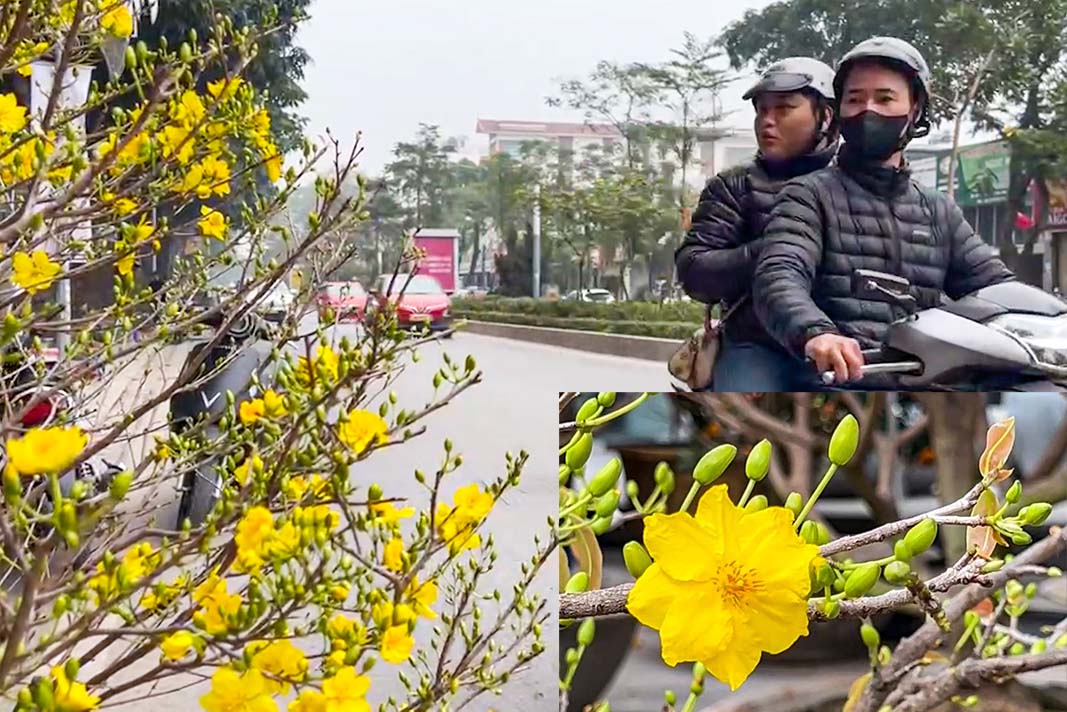 Yellow apricot growers reveal tips to keep flowers fresh for a long time and plants healthy throughout Tet