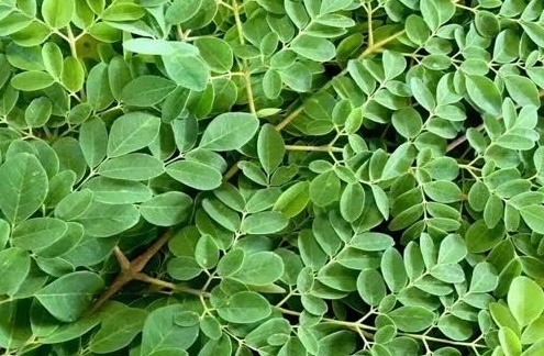 모링가 채소는 신장 기능이 약한 노동자를 도울 수 있습니다. 사진: 키에우 부