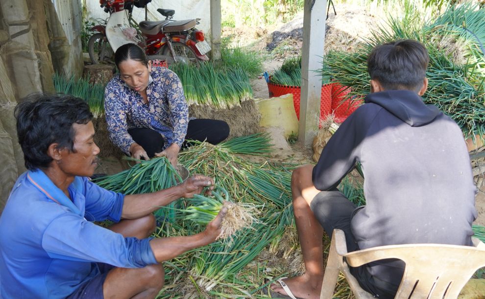 Cách đây 1 tháng hành lá có giá 50.000 đồng/kg nay chỉ còn 8.000 đồng/kg. Ảnh: Phương Anh