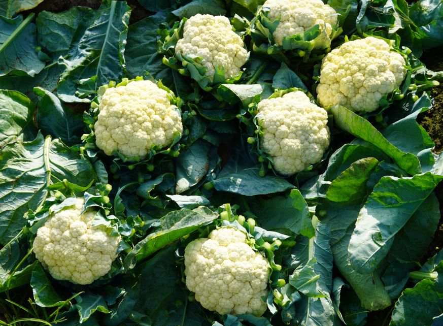 Bông cải được thu hoạch sớm do thời tiết thuận lợi, song giá thu mua thấp, chỉ 3.000–4.000 đồng/kg. Ảnh: Phương Anh