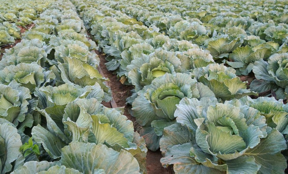 Cabbage, a vegetable widely used during Tet, is currently priced at 6,000 VND/kg. Photo: Phuong Anh