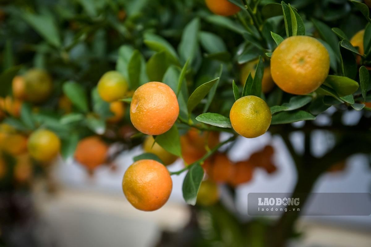 Tùy vào từng cây sẽ có các 