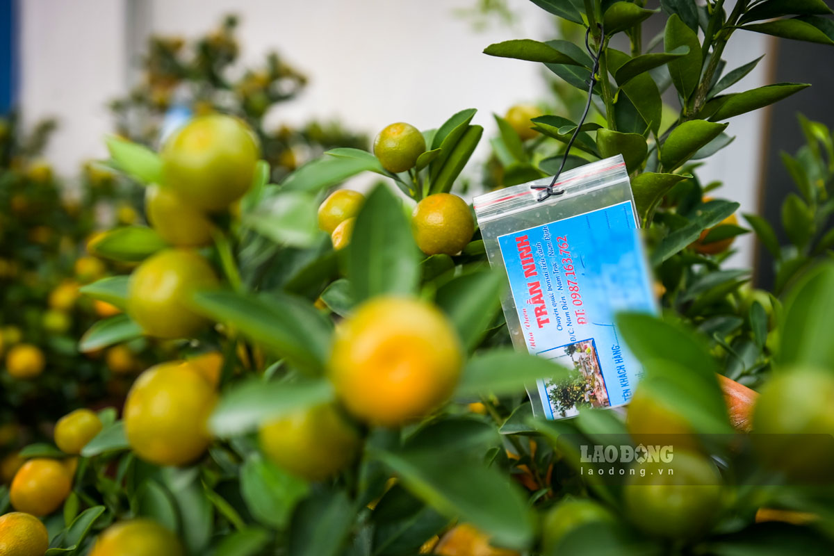 Những bảng tên đánh dấu cây quất đã có khách đặt mua. Ảnh: Lương Hà