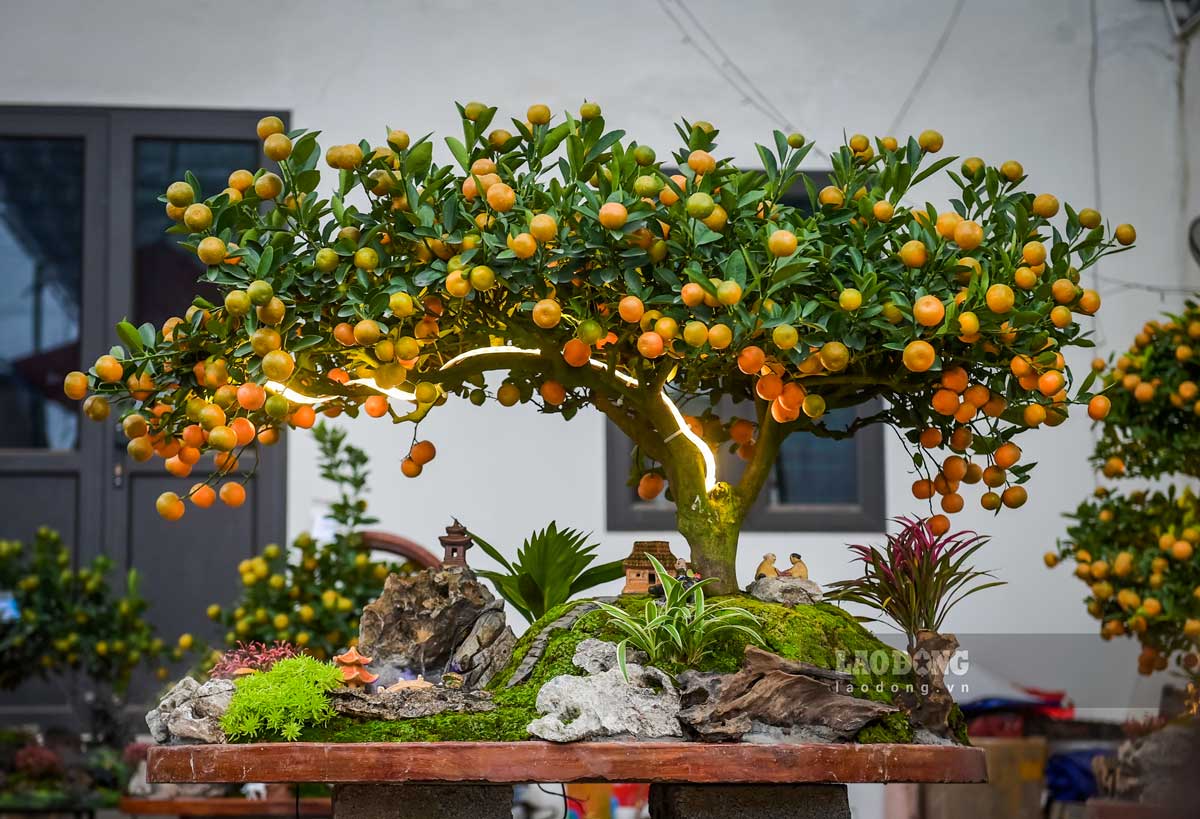 Miniature kumquats in Vi Khe ward, Ninh Binh province are chosen by many people to buy in the days leading up to Tet. Photo: Luong Ha