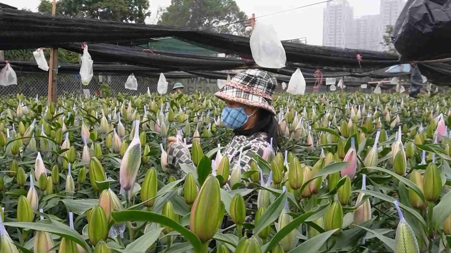 Near Tet, Tay Tuu flower village has a bumper crop but difficult to sell