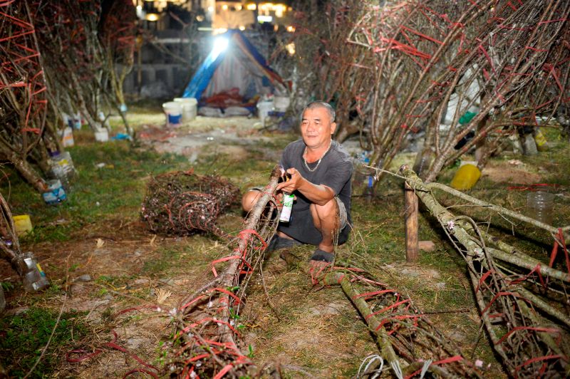 Những cành đào, gốc đào được các tiểu thương chăm chút, sẵn sàng phục vụ nhu cầu của người dân đón Tết. Ảnh: Quách Du