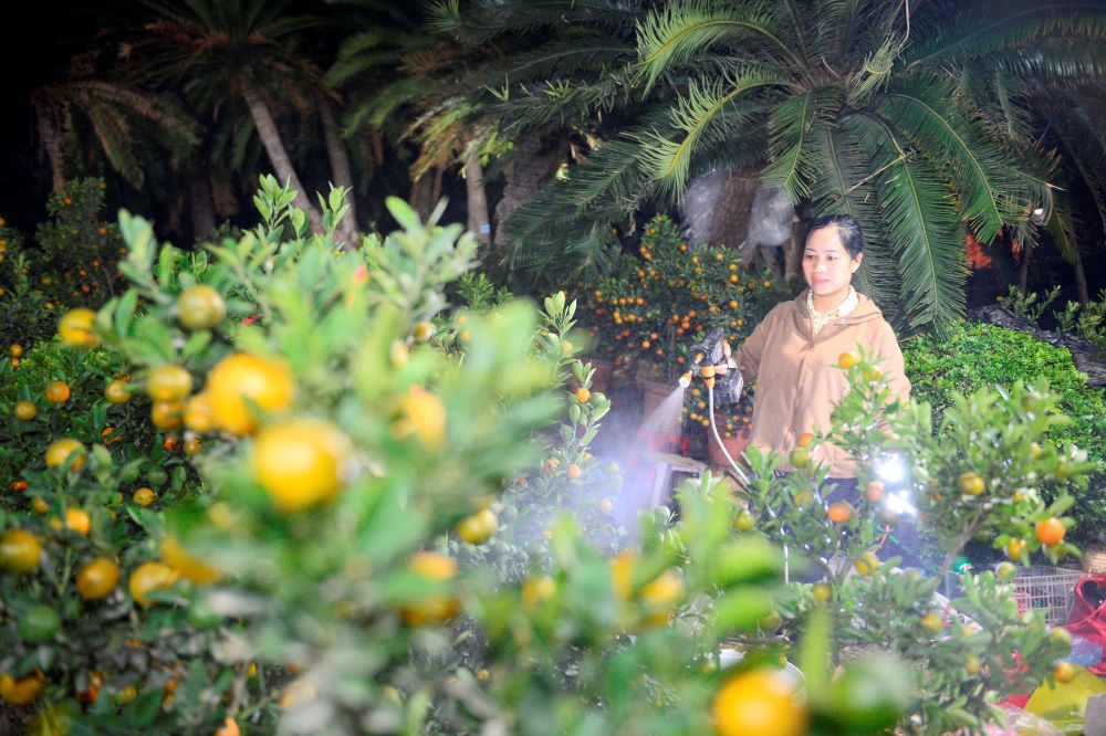 Các tiểu thương tranh thủ chăm sóc, tưới nước trong đêm cho đào, quất. Ảnh: Quách Du