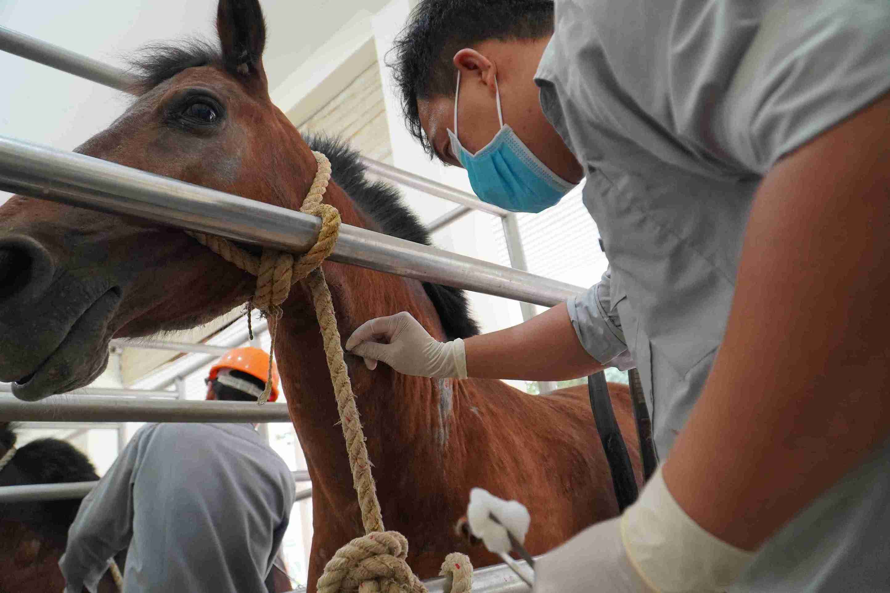 Nearly 400 "horse warriors" are being cared for to carry out the mission of saving people. Photo: Huu Long