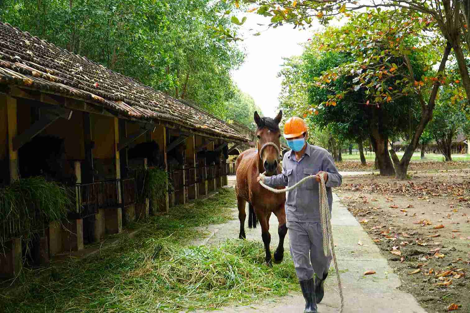 Khi máu ngựa có một lượng kháng thể đủ để tinh chế huyết thanh thì tiến hành lấy máu theo tỉ lệ 1,5% trọng lượng cơ thể ngựa. Ảnh: Hữu Long