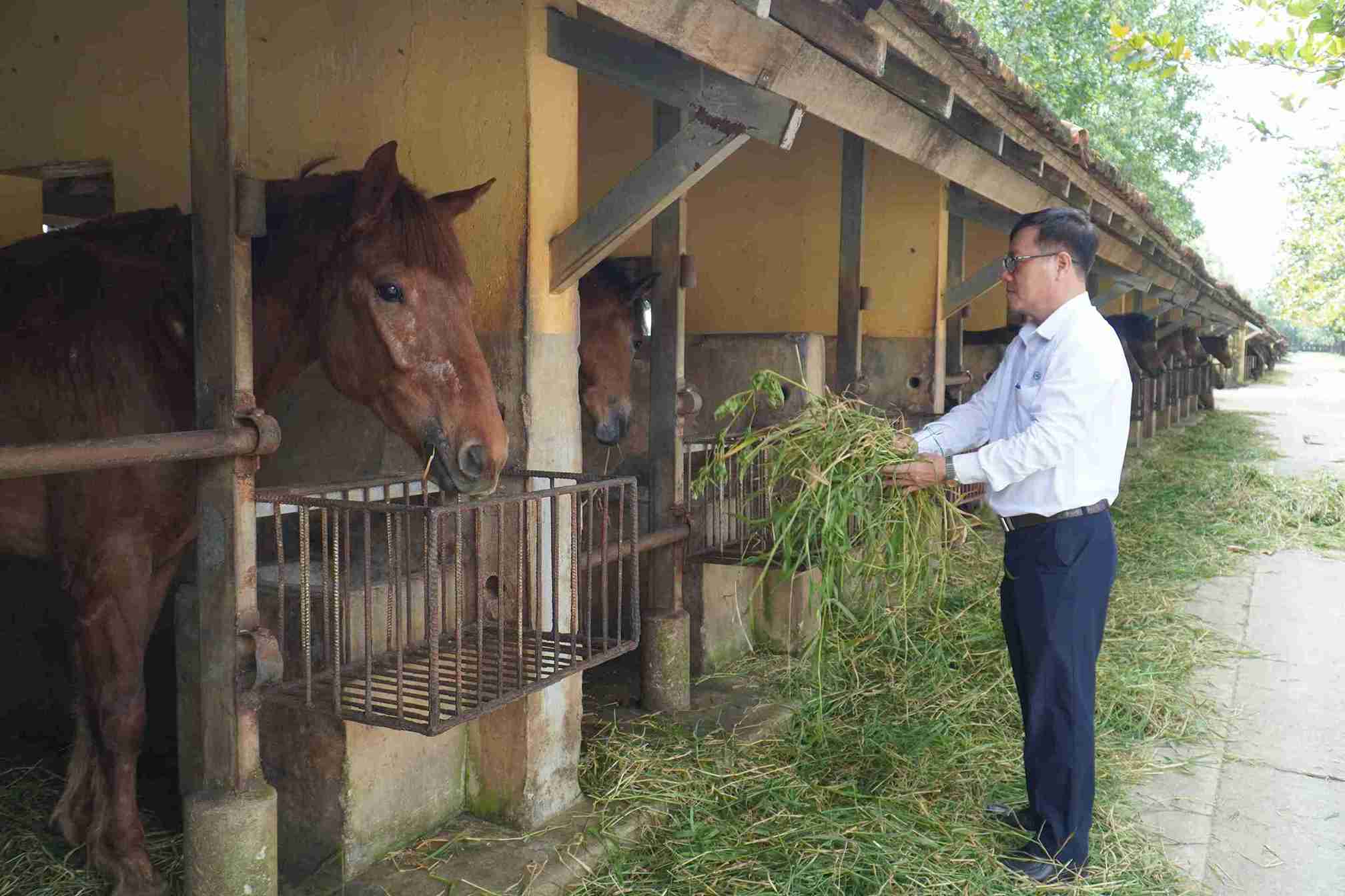 Mỗi ngày, đàn ngựa đều được các bác sĩ thú ý thăm khám, nếu có dấu hiệu mệt sẽ tách riêng ngay để điều trị. Ảnh: Hữu Long