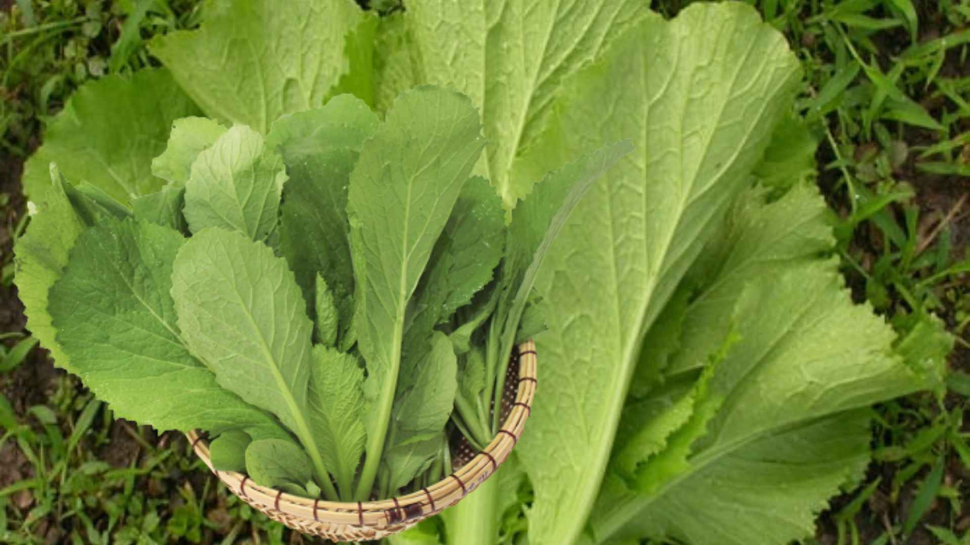 Water spinach has a high uric acid content thanks to its diverse nutritional content. Graphic photo: Huong Son