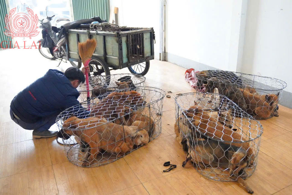 Số chó bị nhóm đối tượng trộm cắp. Ảnh: Công an