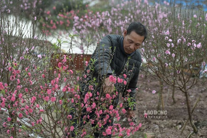 Đào nở sớm, người dân vùng trồng đào Ninh Bình lo trắng tay