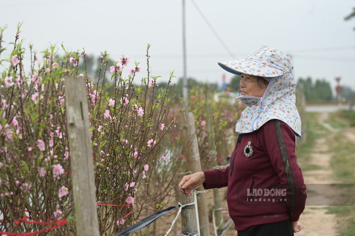 Nhiều vườn trồng đào ở phường Vị Khê, tỉnh Ninh Bình hoa bung nở trước Tết. Ảnh: Lương Hà