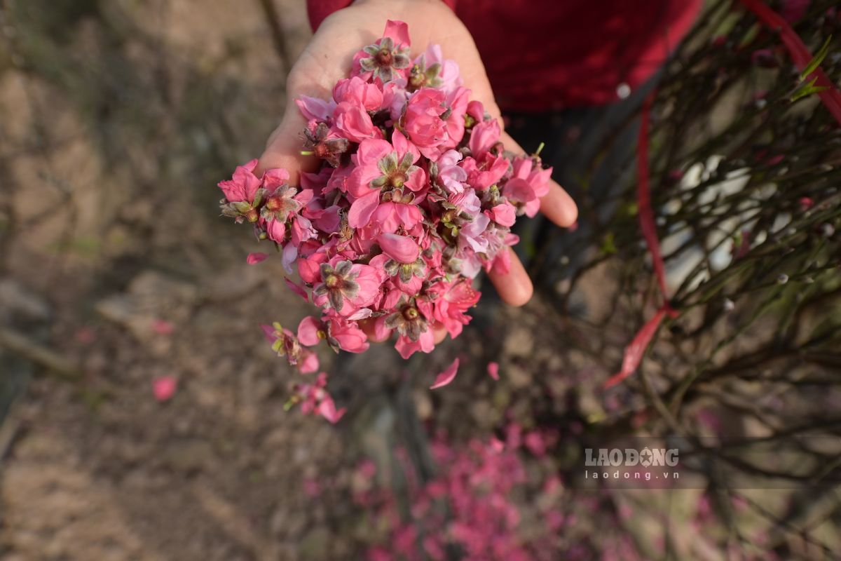 Nhiều cành đào hoa nở rụng đầy gốc cây. Ảnh: Lương Hà