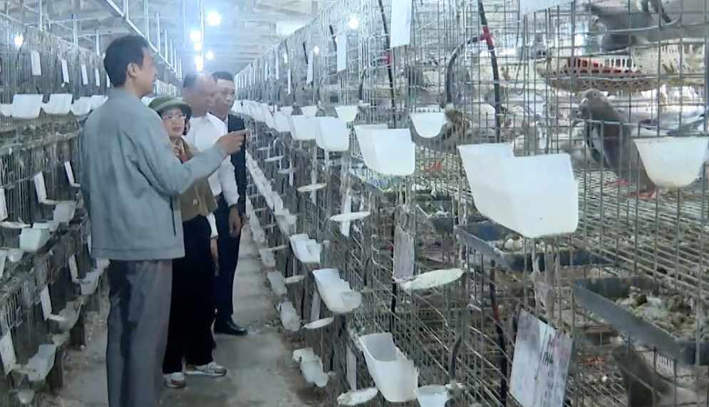 Dai Son commune forms a medicinal pigeon farming area towards commodity production. Photo: Mai Huong