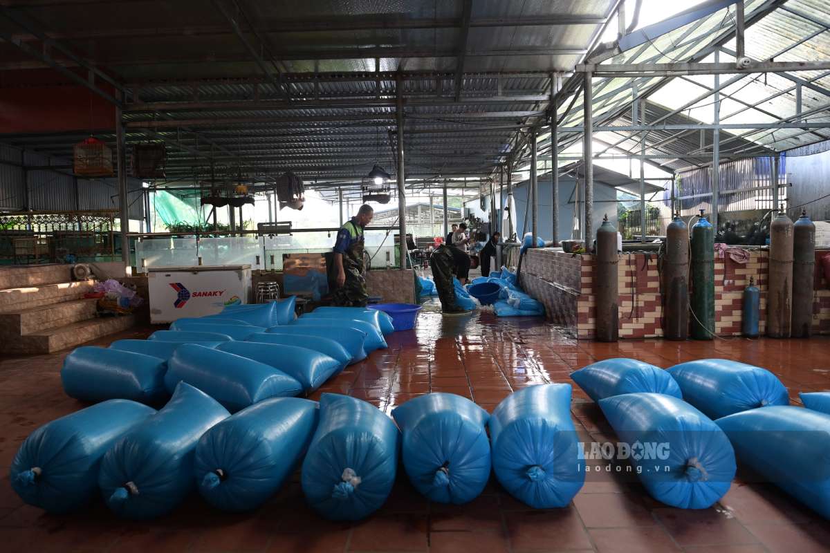 Cá chép đỏ dược sống trong bao nilong bơm oxi. Ảnh: Lương Hà