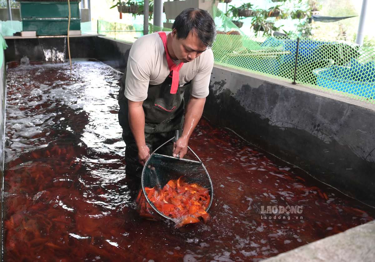 Người dân ở phường Thiên Trường, tỉnh Ninh Bình tất bất đánh cá chép đỏ 