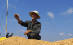 Farmers harvesting ST25 rice