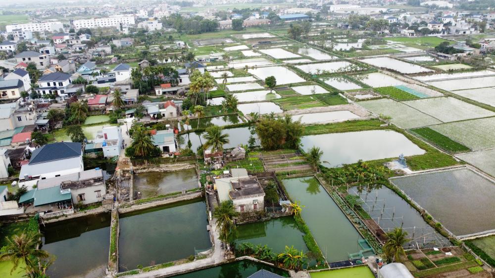 Theo ghi nhận của PV Báo Lao Động, trước ngày 23 tháng Chạp (ngày ông Công ông Táo), người dân tại làng Tân Cổ, xã Lưu Vệ, tỉnh Thanh Hóa đang tất bật thu hoạch cá chép đỏ. Ảnh: Quách Du