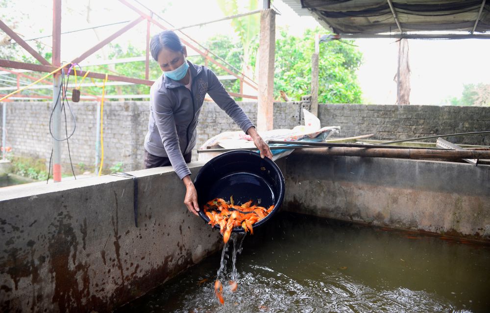 Được biết, giá cá chép đỏ bán sỉ tại ao năm nay dao động từ 130.000–150.000 đồng/kg. Ảnh: Quách Du