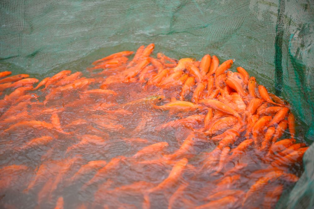 Ông Nguyễn Văn Loan (64 tuổi, làng Bái Trúc, xã Lưu Vệ) cho biết, gia đình ông có nhiều đời làm nghề nuôi cá giống. Vào những tháng cuối năm, gia đình ông nuôi thêm nhiều ao cá chép đỏ để phục vụ nhu cầu thị trường trước ngày Tết ông Công ông Táo. Ảnh: Quách Du