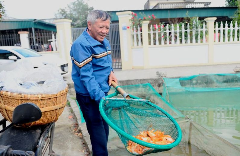 Ông Lê Hùng Cường (56 tuổi, trú tại xã Lưu Vệ), một hộ nuôi cá lâu năm, cho biết: “Nghề nuôi cá phục vụ ông Công ông Táo tuy mang tính thời vụ nhưng đã trở thành nguồn thu nhập chính của gia đình tôi mỗi dịp cuối năm”. Ảnh: Quách Du
