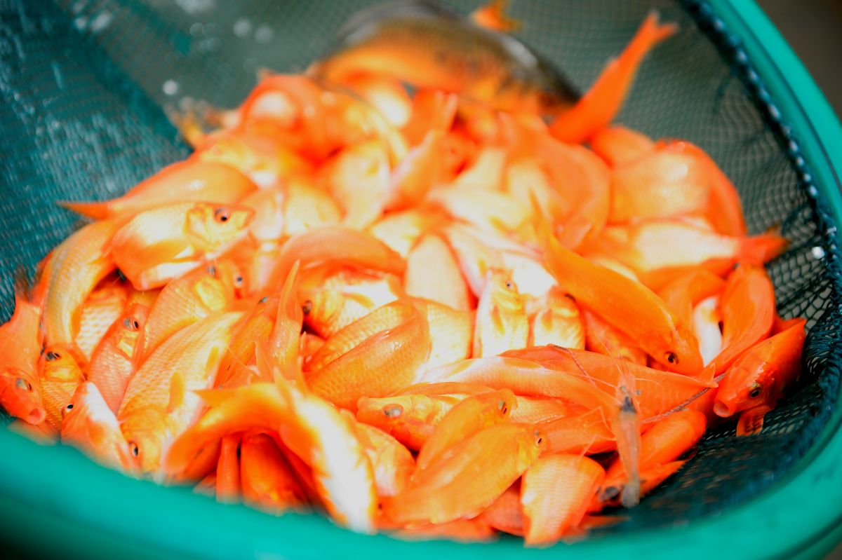 Theo nhiều người dân, cá chép đỏ ở Tân Cổ từ lâu nổi tiếng với hình dáng đẹp, màu đỏ đều, vảy sáng, cá khỏe, tỷ lệ sống cao nên được người tiêu dùng nhiều nơi ưa chuộng. Ảnh: Quách Du