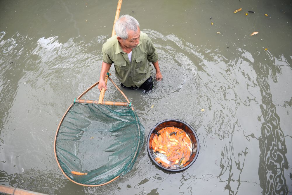 Theo người dân, thời tiết năm nay thuận lợi, giúp cá sinh trưởng tốt, kích cỡ đồng đều. Ảnh: Quách Du