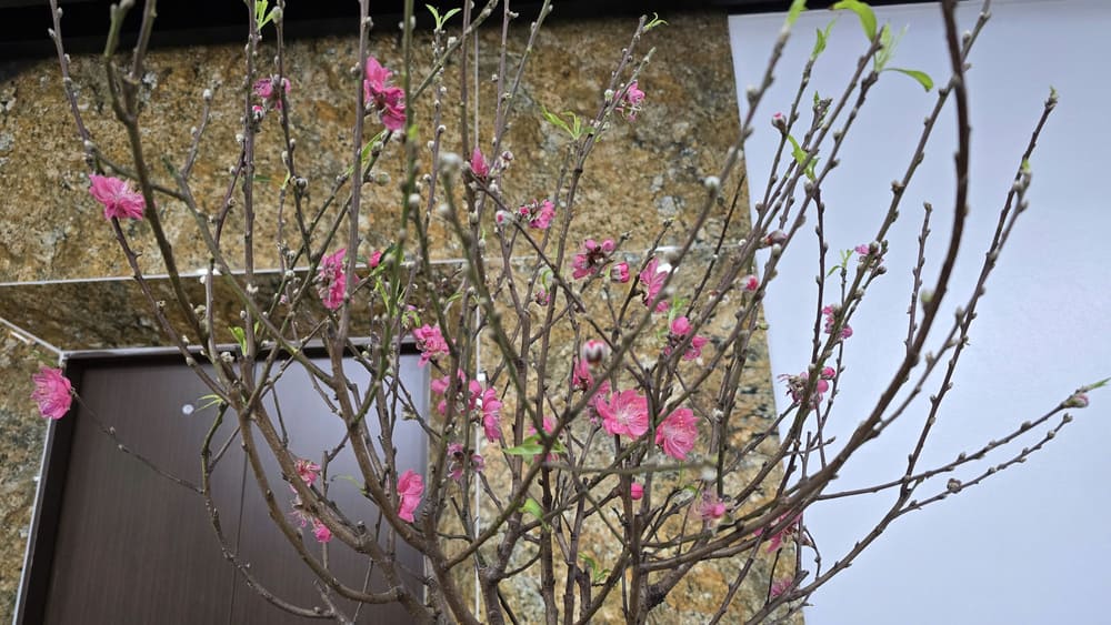 Decorating the house with peach and apricot trees... will help the house be filled with Tet atmosphere. Photo: Tuan Dat