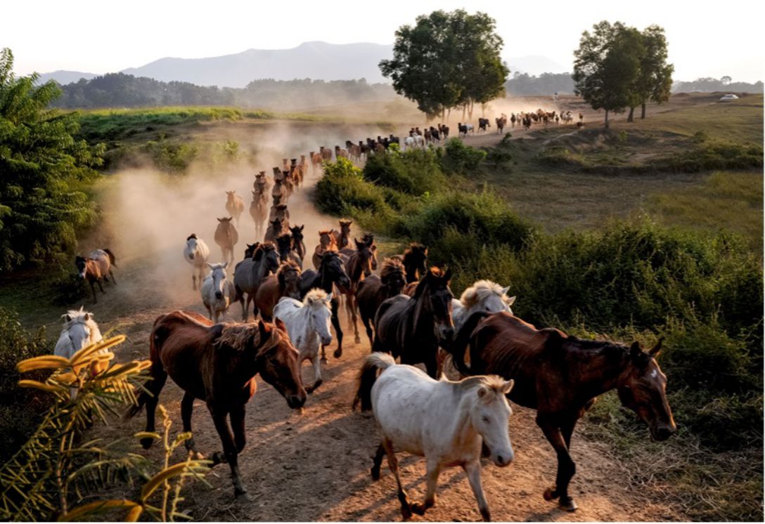 Herds of horses galloping on the hillside of Ba Van. Photo: Thanh Son