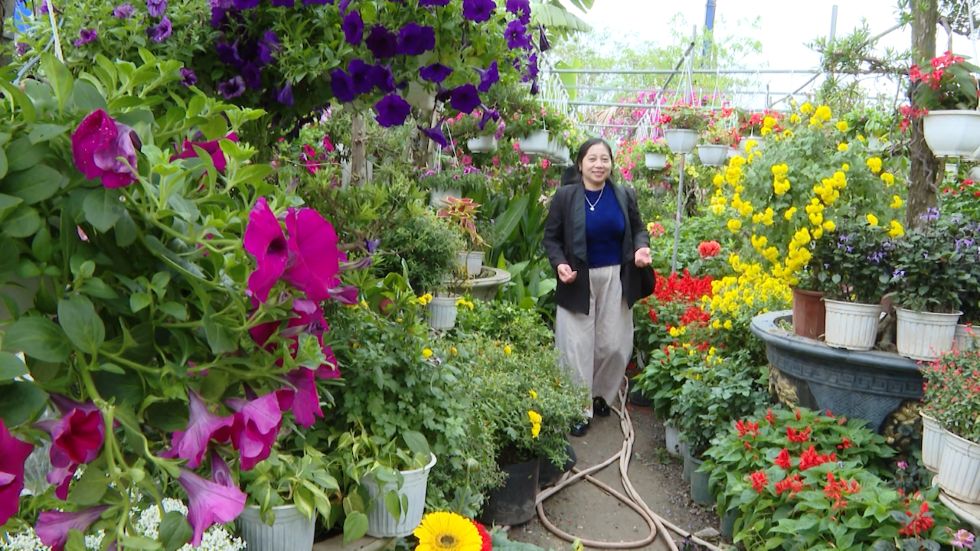 꽝찌의 설날 꽃 시장에서 봄의 색깔이 퍼져나갑니다. 사진: 탄쭝