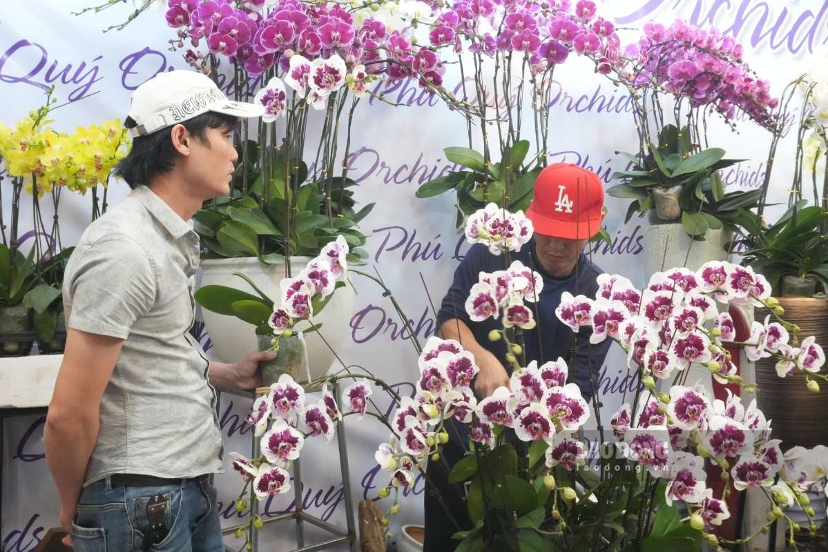 Để cắm được chậu hoa có 30 bầu trị giá hơn 7 triệu đồng cần có sự hỗ trợ của nhiều thợ cắm hoa, vừa căn chỉnh, vừa phối hợp nhẹ nhàng. Ảnh: Thanh Bình 