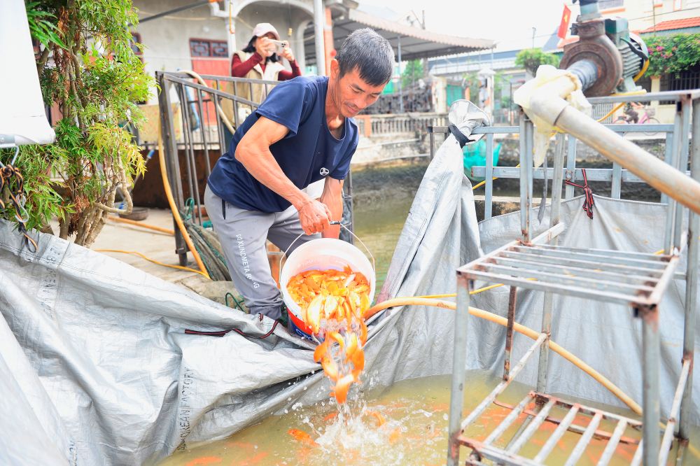 Làng cá chép đỏ lớn nhất xứ Thanh hối hả trước ngày ông Công ông Táo. Ảnh: Quách Du