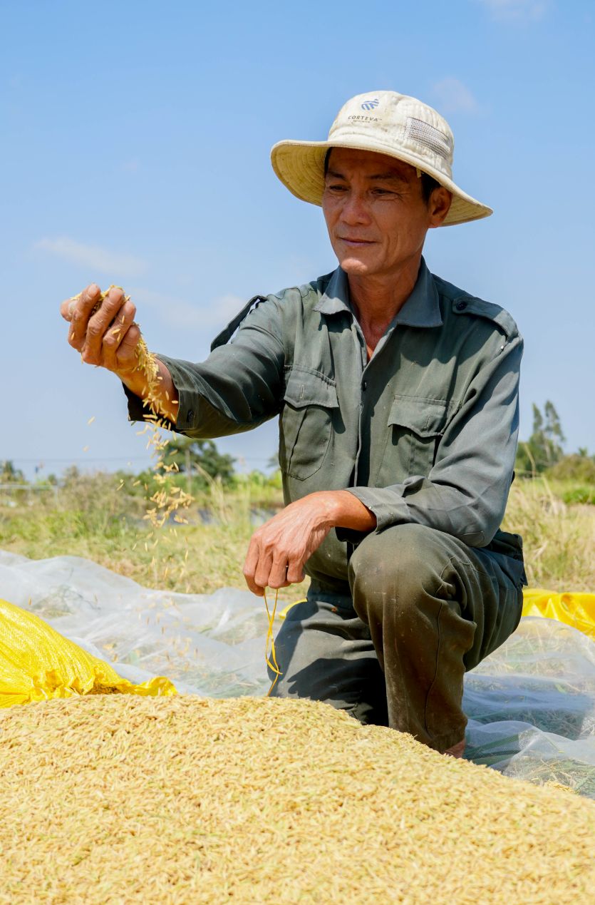 Ông Mã Văn Hồng – Giám đốc HTX Nông ngư Hòa Đê bên ruộng lúa ST25 vừa thu hoạch. Ảnh: Phương Anh