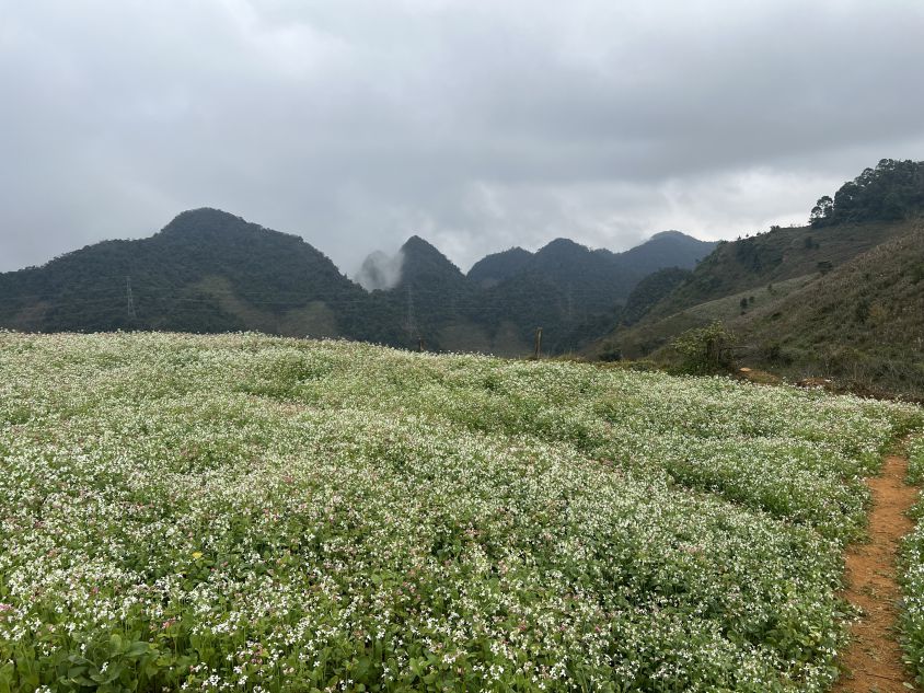 In the spring, the white mustard flower field stretches as far as the eye can see, only stopped by the distant mountain range. Photo: Kieu Vu