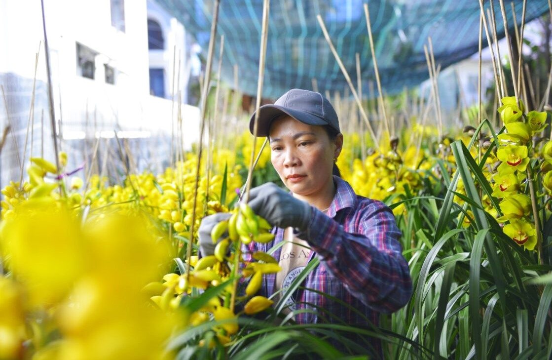 Các nhà vườn trồng địa lan tại Đà Lạt đang hối hả chuẩn bị hàng phục vụ thị trường Tết. Ảnh: Phúc Khánh 