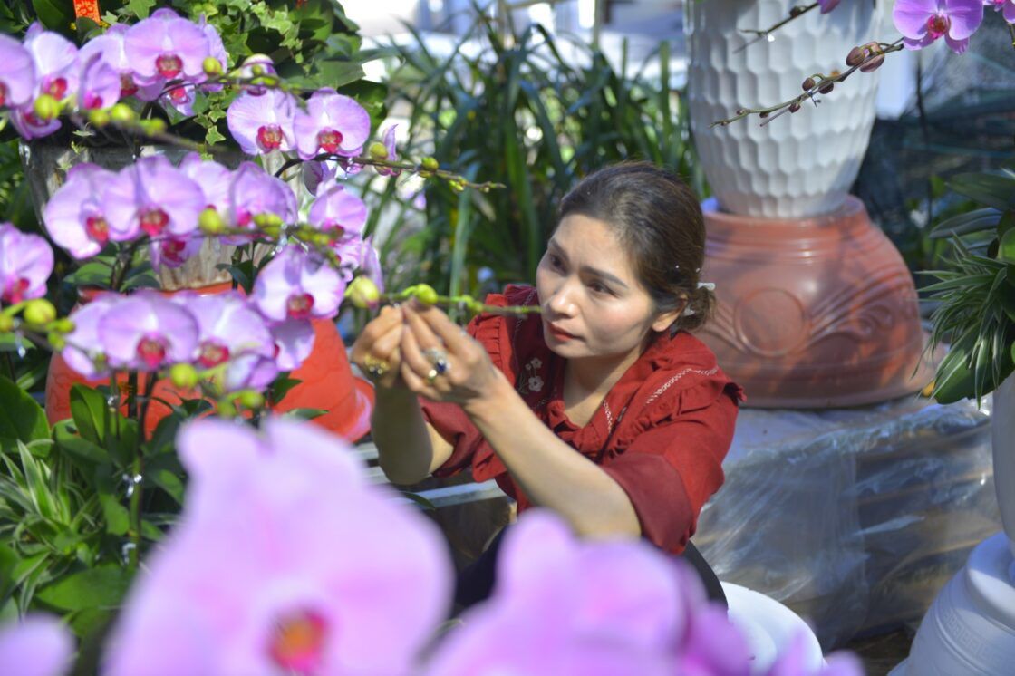 Lan hồ điệp là một trong những mặt hàng hút khách dịp Tết. Ảnh: Phúc Khánh 