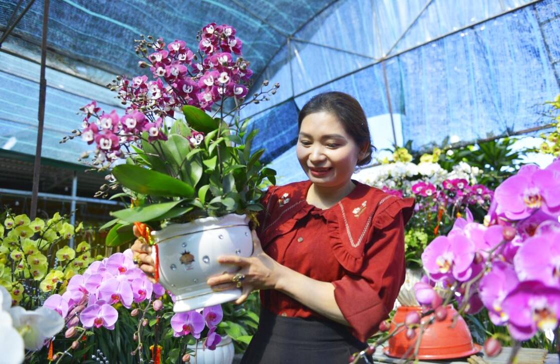 Tết năm nay, lan hồ điệp Đà Lạt có giá từ 200 đến 300 ngàn đồng/cành. Ảnh: Phúc Khánh 