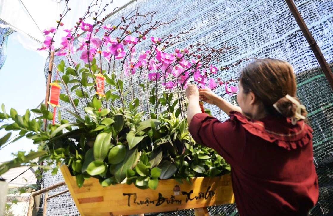 Lan hồ điệp được ghép chậu đẹp mắt để phục vụ khách hàng mua chưng Tết. Ảnh: Phúc Khánh 