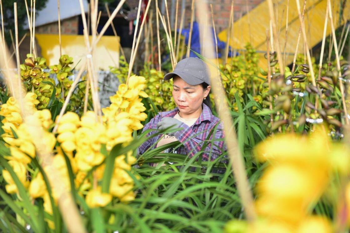 Hoa địa lan Đà Lạt có giá đặt đỏ, nhưng là mặt hàng được khách hàng ưa chuộng mua để chưng Tết. Ảnh: Phúc Khánh 