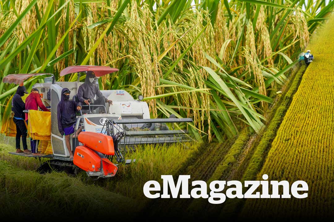 30 năm lội ruộng để có Gạo ngon nhất thế giới