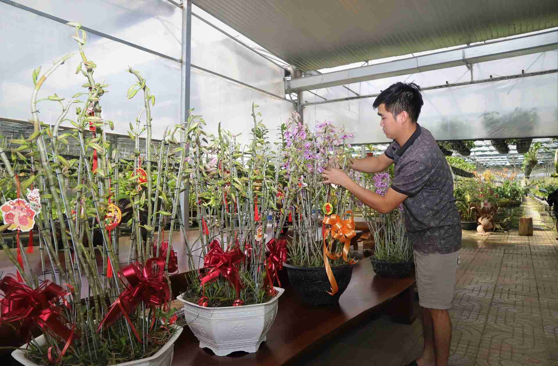 Theo ước tính, dịp Tết Nguyên đán Bính Ngọ 2026, các nhà vườn tại Bảo Lộc xuất bán hơn 250.000 chậu (giò) lan rừng các loại phục vụ người dân khắp cả nước chơi Tết. Ảnh: Phúc Khánh 