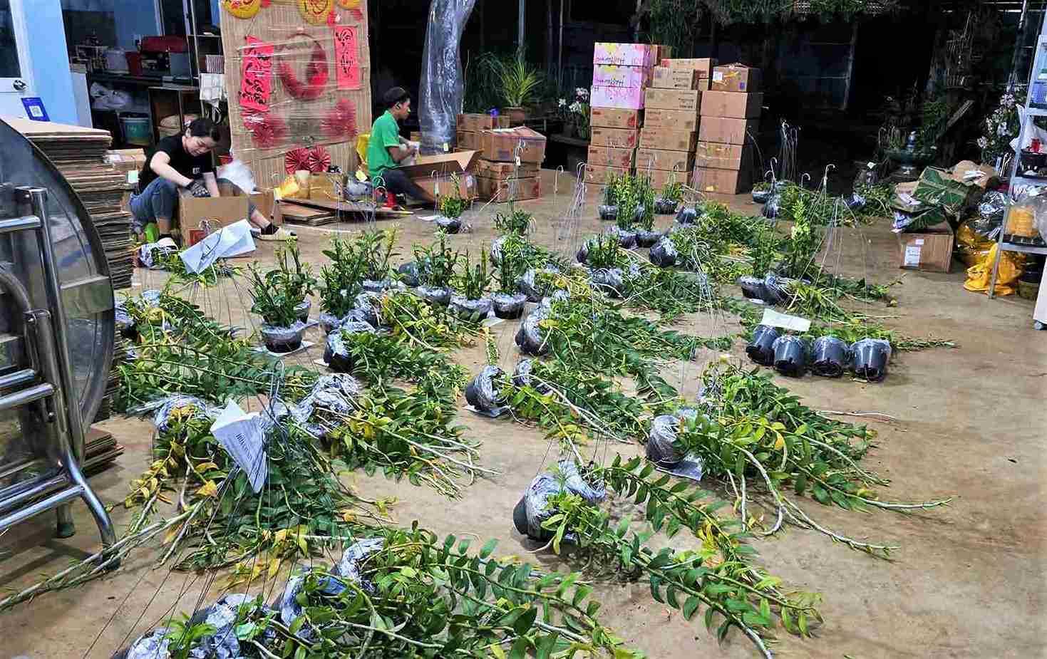 Các nhà vườn trồng hoa lan rừng tại Bảo Lộc đóng gói hàng để giao cho các thương lái bạn Tết. Ảnh: Phúc Khánh 