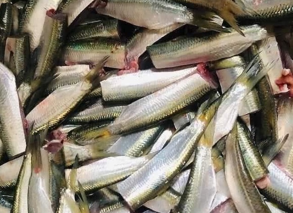 Herring is one of the types of fish that helps workers' bodies recover muscles quickly. Photo: Kieu Vu