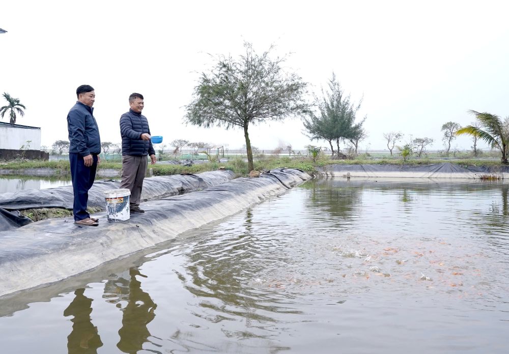 Raising red carp in Ninh Chau commune contributes to bringing stable income to people. Photo: Thanh Trung