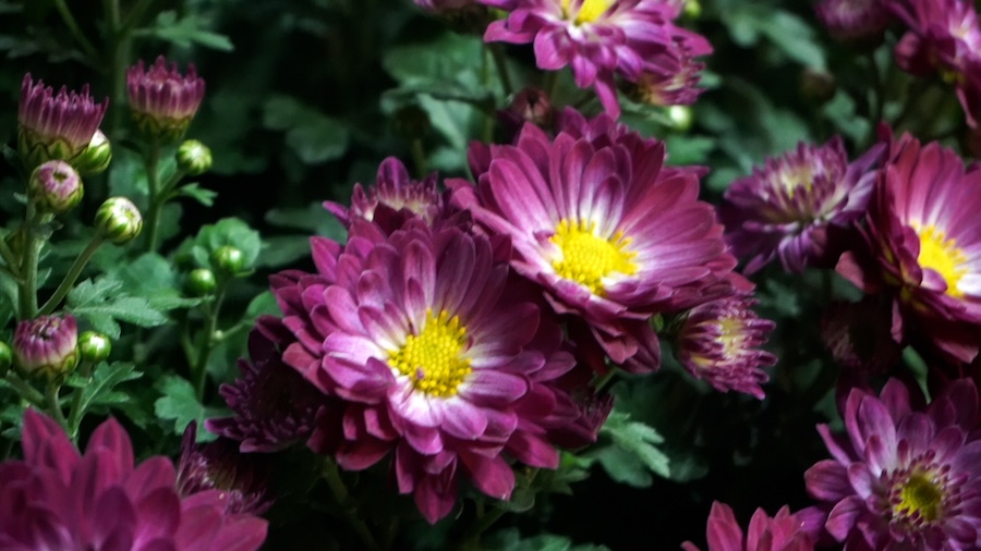 Tet flowers are sold all over the streets, but the market is still quiet