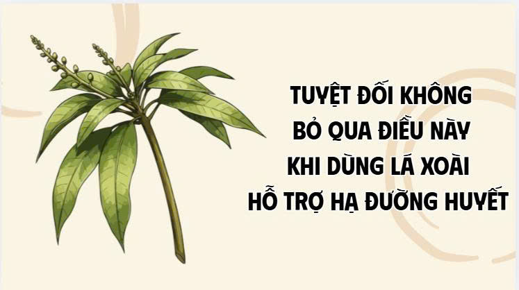 Absolutely do not ignore this when using mango leaves to help lower blood sugar