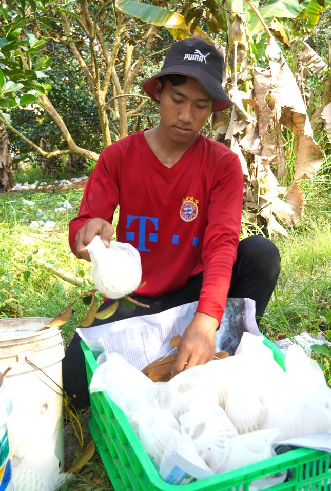 Em Thạch Khang có thu nhập 300.000 đồng từ công việc thu hoạch, vận chuyển vú sữa. Ảnh: Phương Anh